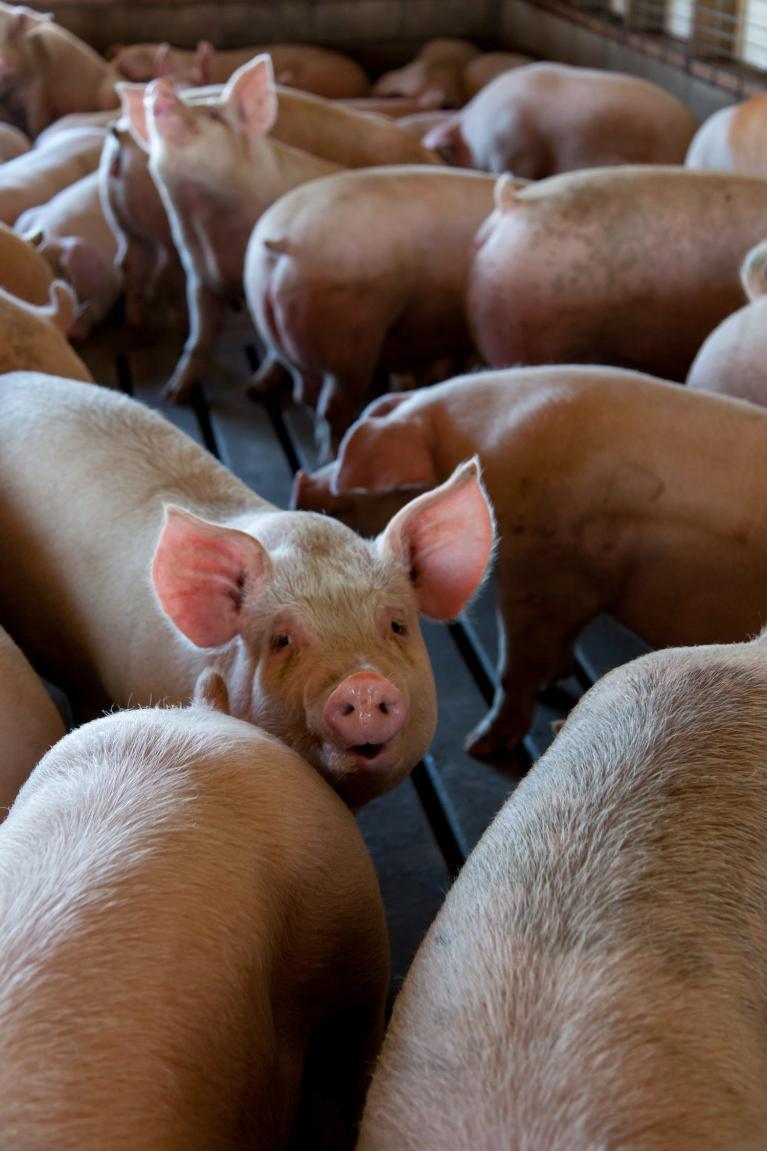 Alimentation en élevage de porcs