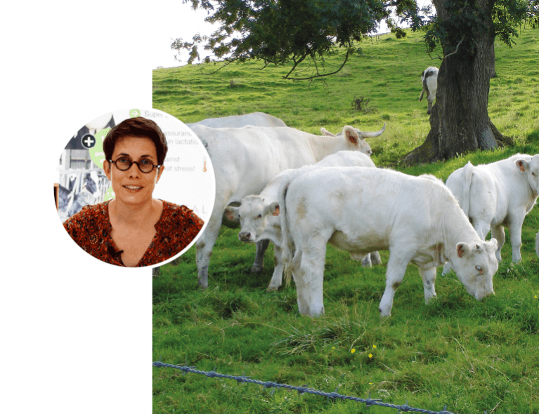 amelie cornillet bovin viande vache allaitante genisse