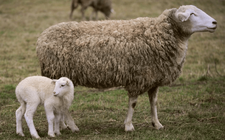 Brebis et son agneau