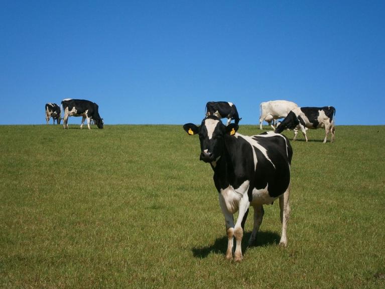 Vaches laitières