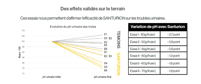 Santurion résultats terrain 