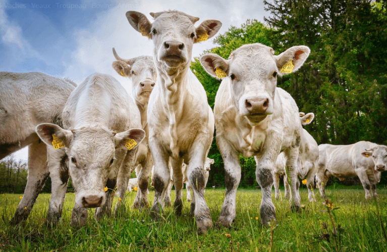 Jeunes veaux blancs viande