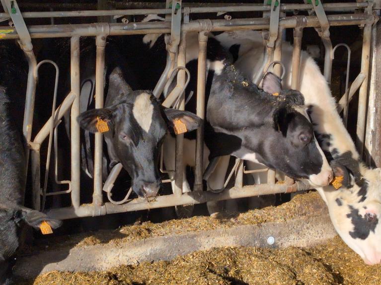 Vaches devant ration