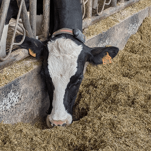 vache qui mange