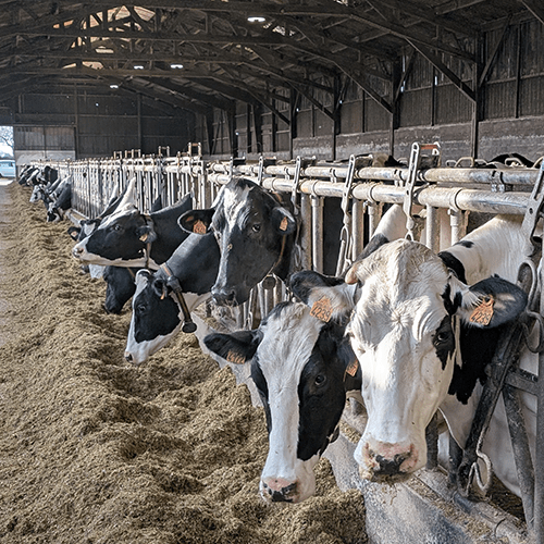 vaches